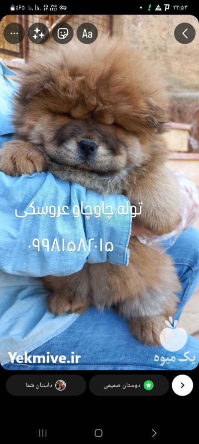 چاوچاو چمپیون پوزه فلت در پردیس در گروه سگ و گربه در یکمیوه -عکس2