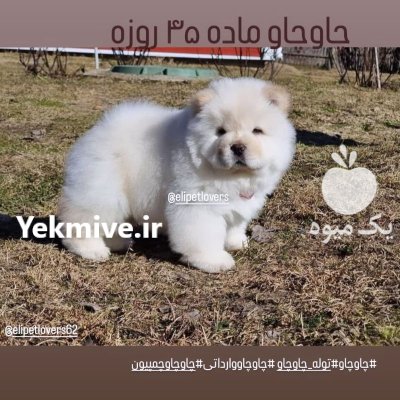 چاوچاو چمپیون پوزه فلت در پردیس در گروه سگ و گربه در یکمیوه -عکس3