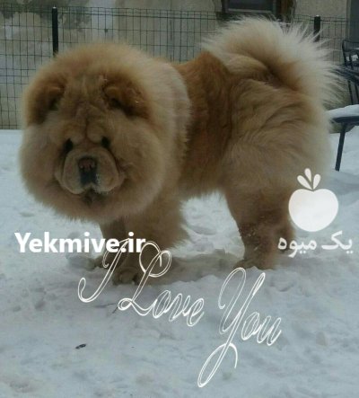 چاوچاو چمپیون پوزه فلت در پردیس در گروه سگ و گربه در یکمیوه -عکس4