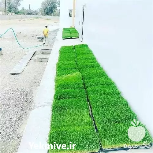 کشت علوفه هیدروپونیک جهت تامین علوفه در تهران در گروه دوره آموزش کشاورزی در یکمیوه -عکس1