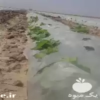 قیمت خرید رول عریض کشاورزی در گروه خرید و فروش بسته بندی نایلونی در یکمیوه