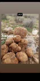 فروش قارچ دنبلان در ارومیه در گروه خرید و فروش قارچ در یکمیوه