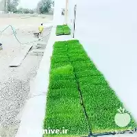 کشت علوفه هیدروپونیک جهت تامین علوفه در تهران در گروه دوره آموزش کشاورزی در یکمیوه