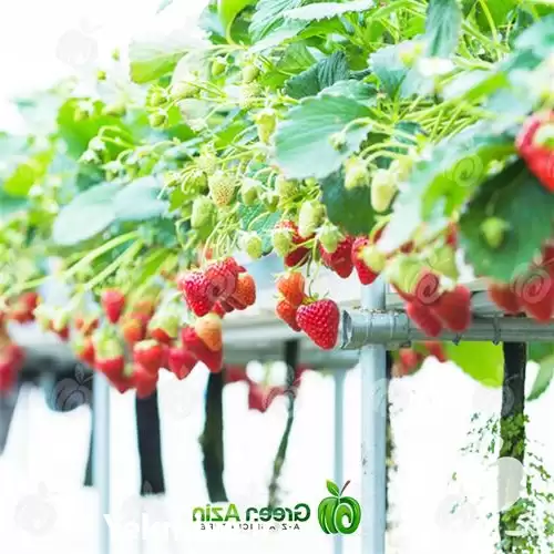 فروش کیسه کشت هیدروپونیک توت فرنگی در کرج در گروه خرید و فروش بسته بندی نایلونی در یکمیوه -عکس1