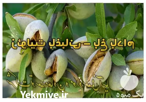 فروش زئولیت کود هوشمند توسعه معادن در سمنان در گروه خرید و فروش انواع کود کشاورزی در یکمیوه -عکس1