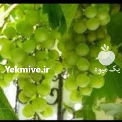 انواع نهال انگور فرانسوی بیدانه 3 در گروه خرید و فروش نهال انگور در یکمیوه -عکس1