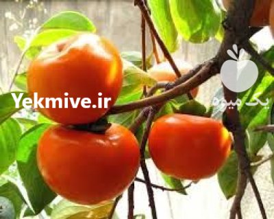 نهال خرمالو بومی 3 ساله در گروه خرید و فروش نهال خرمالو در یکمیوه -عکس1