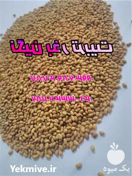 قیمت خرید بذر یونجه پایه بلند در گروه خرید و فروش بذر یونجه در یکمیوه -عکس1