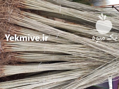 نهال و درخت سنوبر نهالستان مهدیزاده در ماکو در گروه خرید و فروش نهالستان در یکمیوه -عکس2