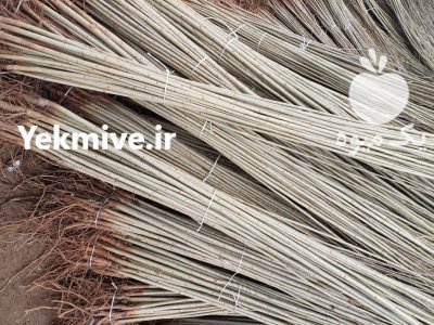 سنوبر سفید با کبوده درنهالستان مهدیزاده در گروه خرید و فروش نهالستان در یکمیوه -عکس3