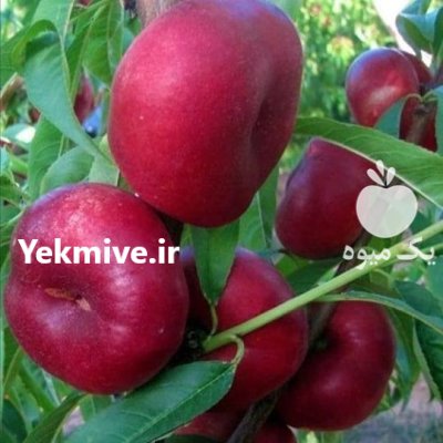 نهال زردآلو با نهال درخت گیلاس در مشگین شهر در گروه خرید و فروش نهال درخت در یکمیوه -عکس4