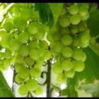 انواع نهال انگور فرانسوی بیدانه 3