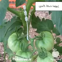 قیمت خرید قلاب نگهدارنده خوشه در گروه خرید و فروش تجهیزات گلخانه در یکمیوه