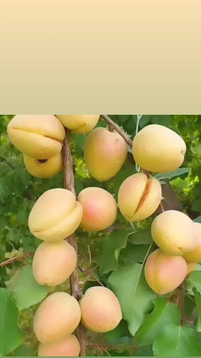 نهال زردآلو با نهال درخت گیلاس در مشگین شهر در گروه خرید و فروش نهال درخت در یکمیوه