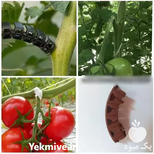 قیمت خرید گیره پشتیبان خوشه در تهران در گروه خرید و فروش تجهیزات گلخانه در یکمیوه -عکس1