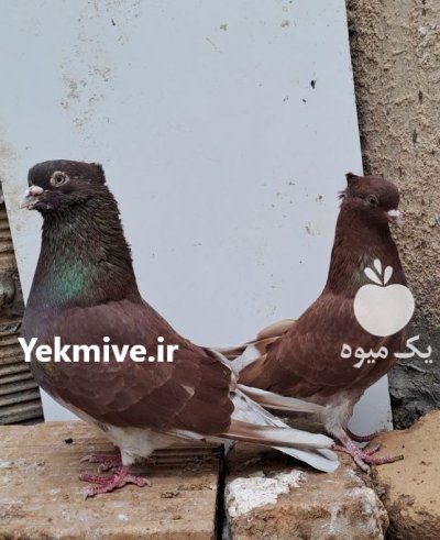 کبوتر پرشی در رشت در گروه خرید و فروش انواع پرنده در یکمیوه -عکس1