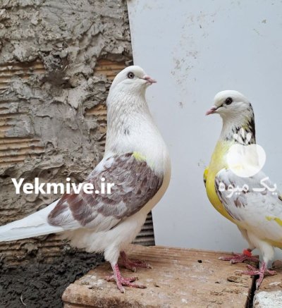 کبوتر پرشی در رشت در گروه خرید و فروش انواع پرنده در یکمیوه -عکس2