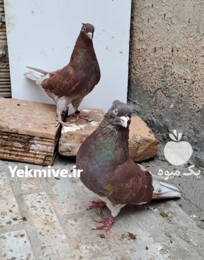 کبوتر پرشی در رشت در گروه خرید و فروش انواع پرنده در یکمیوه -عکس3