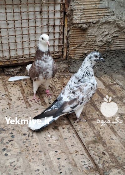 کبوتر پرشی در رشت در گروه خرید و فروش انواع پرنده در یکمیوه -عکس4