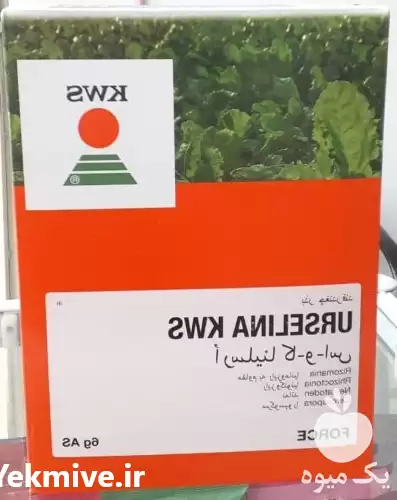 فروش بذر چغندر قند خارجی در گروه خرید و فروش بذر چغندر در یکمیوه -عکس1