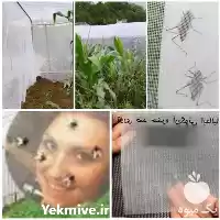 قیمت خرید توری ضد حشره در تهران در گروه خرید و فروش توری گلخانه در یکمیوه