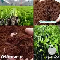 قیمت خرید کوکوپیت ایرانی بستر کشت در شیراز در گروه خرید و فروش انواع کود کشاورزی در یکمیوه