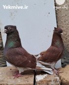 کبوتر پرشی در رشت در گروه خرید و فروش انواع پرنده در یکمیوه