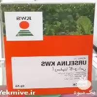 فروش بذر چغندر قند خارجی در گروه خرید و فروش بذر چغندر در یکمیوه