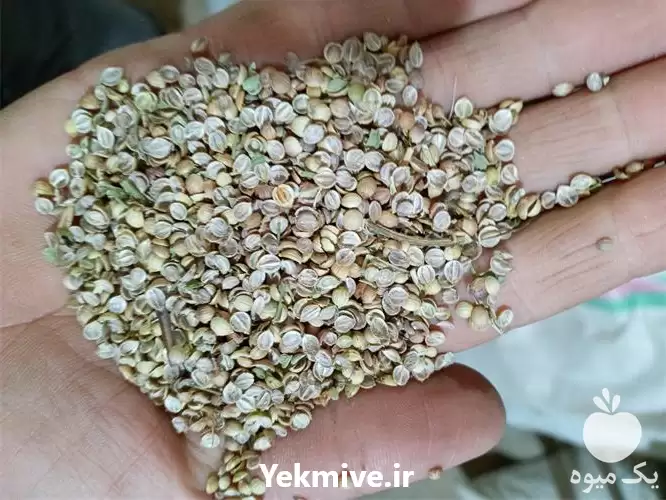 خرید قیمت تخم گشنیز و حبوبات در همدان در گروه خرید و فروش گیاهان دارویی در یکمیوه -عکس1