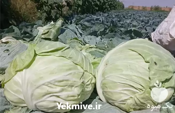 قیمت خرید قیمت کلم درجه یک در اصفهان در گروه خرید و فروش انواع کلم در یکمیوه -عکس1