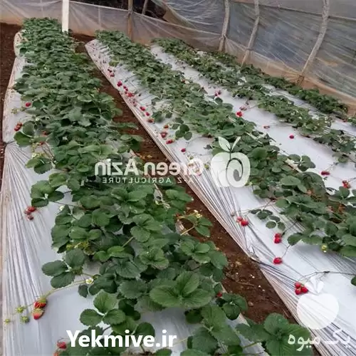 قیمت خرید مالچ پلاستیکی توت فرنگی در گروه خرید و فروش بسته بندی نایلونی در یکمیوه -عکس1