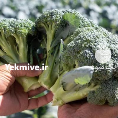 فروش بذر کلم بروکلی بلوم ارسال در اهواز در گروه خرید و فروش انواع بذر در یکمیوه -عکس2
