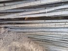 نهال و درخت سنوبر عمده قیمت مناسب در اردستان در گروه خرید و فروش نهالستان در یکمیوه