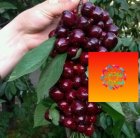 نهال گیلاس آلبالو تکدانه سیاه درنهالستان در تهران در گروه خرید و فروش نهال میوه در یکمیوه