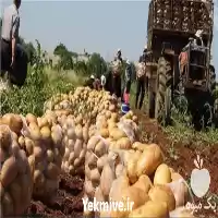 قیمت خرید عمده سیب زمینی آکریا در تهران در گروه خرید و فروش سیب زمینی در یکمیوه