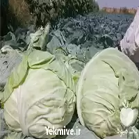 قیمت خرید قیمت کلم درجه یک در اصفهان در گروه خرید و فروش انواع کلم در یکمیوه