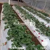 قیمت خرید مالچ پلاستیکی توت فرنگی در گروه خرید و فروش بسته بندی نایلونی در یکمیوه