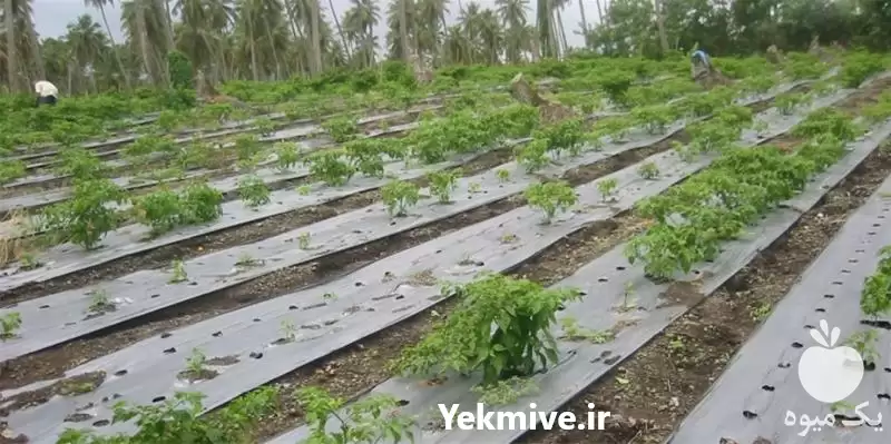 قیمت خرید نایلون کشاورزی در کرج در گروه خرید و فروش انواع پوشش ها در یکمیوه -عکس1