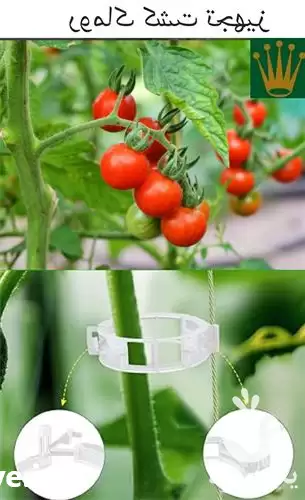 خرید گیره نگهدارنده بوته در تهران در گروه خرید و فروش تجهیزات گلخانه در یکمیوه -عکس1