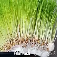 آموزش تخصصی کشت علوفه به روش در گروه دوره آموزش کشاورزی در یکمیوه