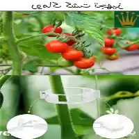 خرید گیره نگهدارنده بوته در تهران در گروه خرید و فروش تجهیزات گلخانه در یکمیوه