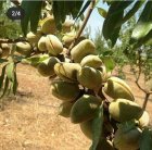 قیمت بادام آذر شکوفه پوست کاغذی در اهر  در گروه خرید و فروش نهال بادام در یکمیوه