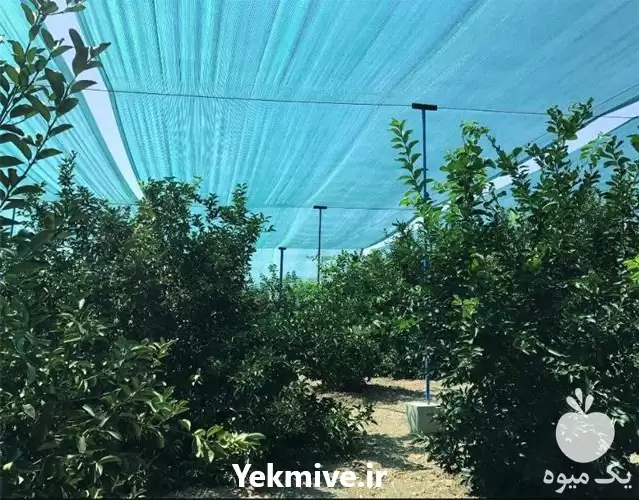 قیمت خرید توری سایبان گلخانه در گروه خرید و فروش توری گلخانه در یکمیوه -عکس1