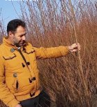 قیمت نهال زردآلو فقط 40 تومان نهالستان مهدیزاده در حاجی آباد در گروه خرید و فروش نهال در یکمیوه