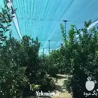 قیمت خرید توری سایبان گلخانه در گروه خرید و فروش توری گلخانه در یکمیوه