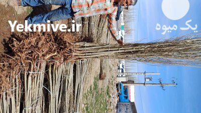 فروش ویژه نهال سیزده بدردرنهالس تان مهدیزاده در گروه خرید و فروش نهالستان در یکمیوه -عکس1