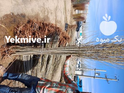 فروش ویژه نهال سیزده بدردرنهالس تان مهدیزاده در گروه خرید و فروش نهالستان در یکمیوه -عکس2