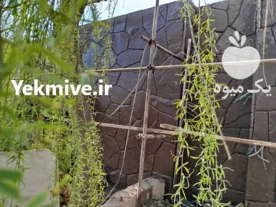 قیمت سنگ کاری لاشه سنگ دماوند در گروه سازنده در یکمیوه -عکس2