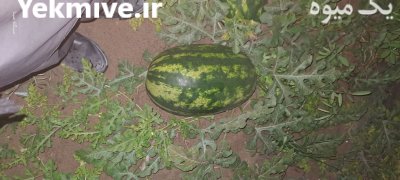 هندوانه نیم بیضی بی 32 در زرآباد در گروه خرید و فروش هندوانه در یکمیوه -عکس1