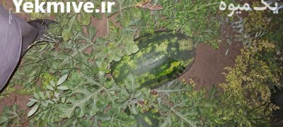 هندوانه نیم بیضی بی 32 در زرآباد در گروه خرید و فروش هندوانه در یکمیوه -عکس2